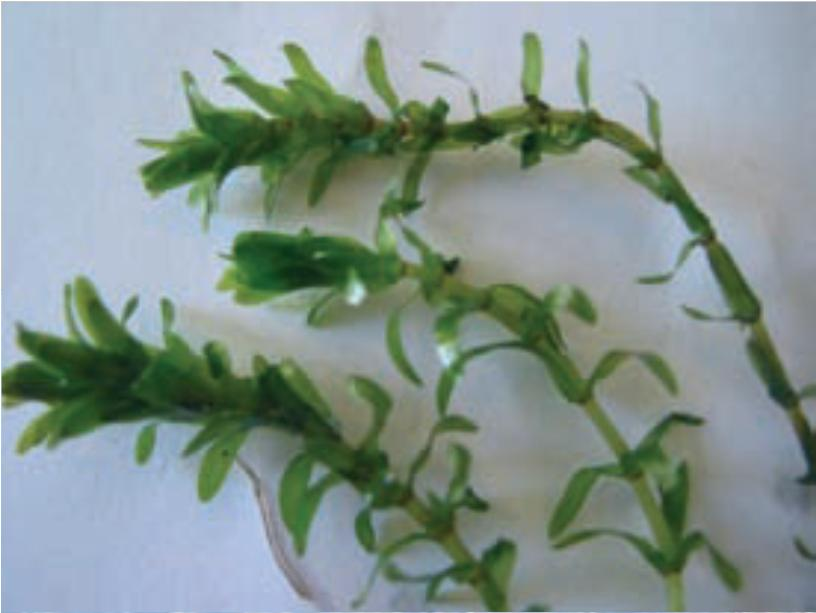 Elodea