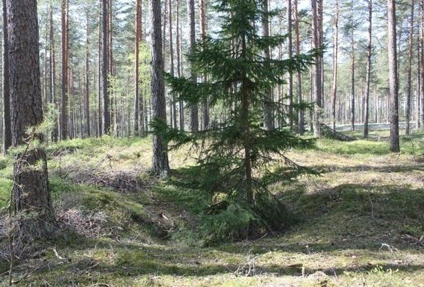 AKDG3165:2 Hiilimiilun koillispuolen kuoppa. Kuvattu koillisesta. Kuva Katja Vuoristo. idästä. Kuva Katja Vuoristo. AKDG3165:3 Hiilimiilun eteläpuolen kuoppa.