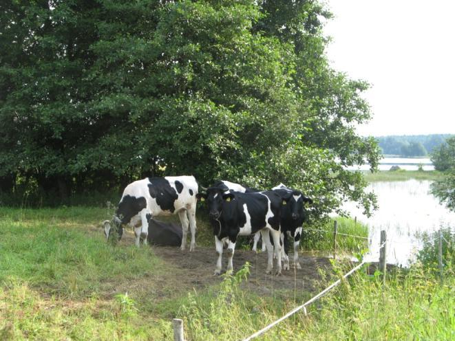 Hellström 22