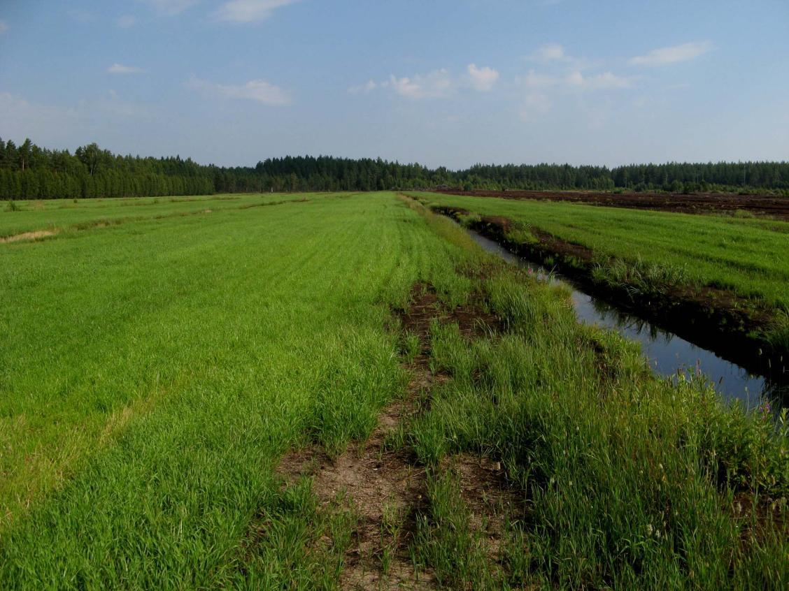 Pelloksi muutetuilta turvesoilta pääsee