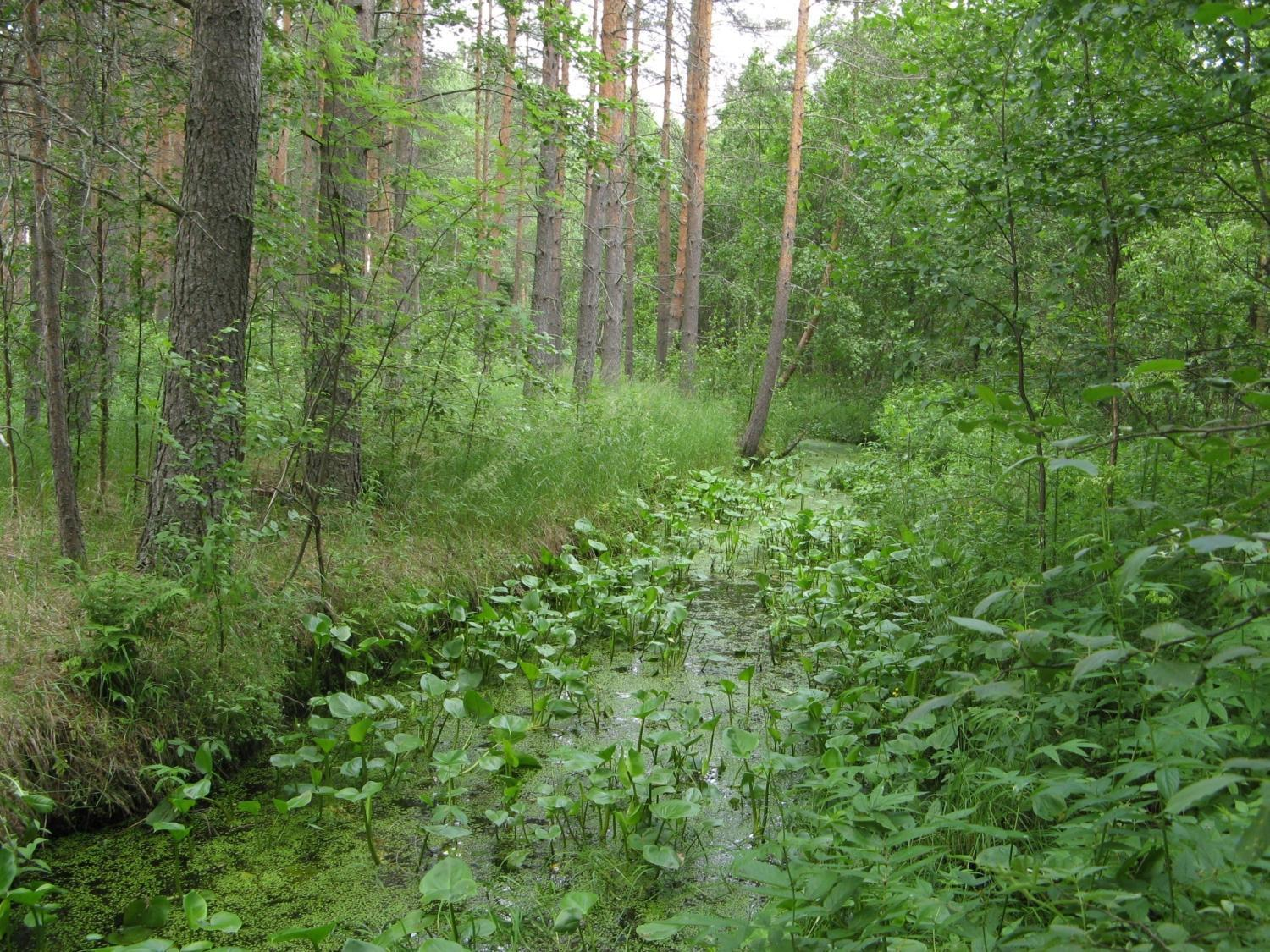 Kosteikot Suomessa - Metsästäjät 1970-luvulta alkaen 1500-2000 kosteikkoa - EU jäsenyys lisäsi kiinnostusta, vv. 1995-2007 n. 500 kpl vesiensuojelukohteita (kosteikko 70, laskeutusallas ym.