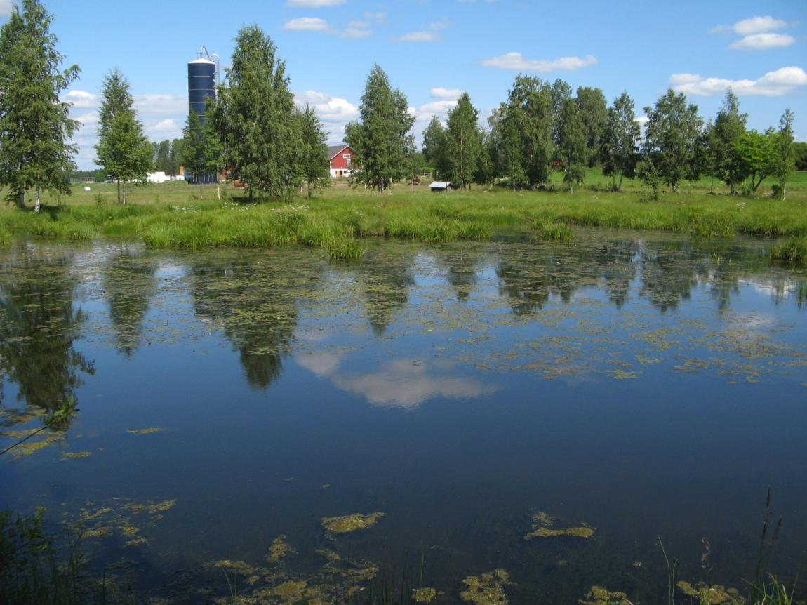 Kosteikon hoitotoimet: - Ruoppaus - Vesikasvillisuuden niitot - Vedenpinnan nosto -