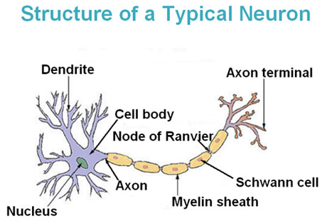 Neuroni http://commons.wikimedia.org/wiki/image:neuron.