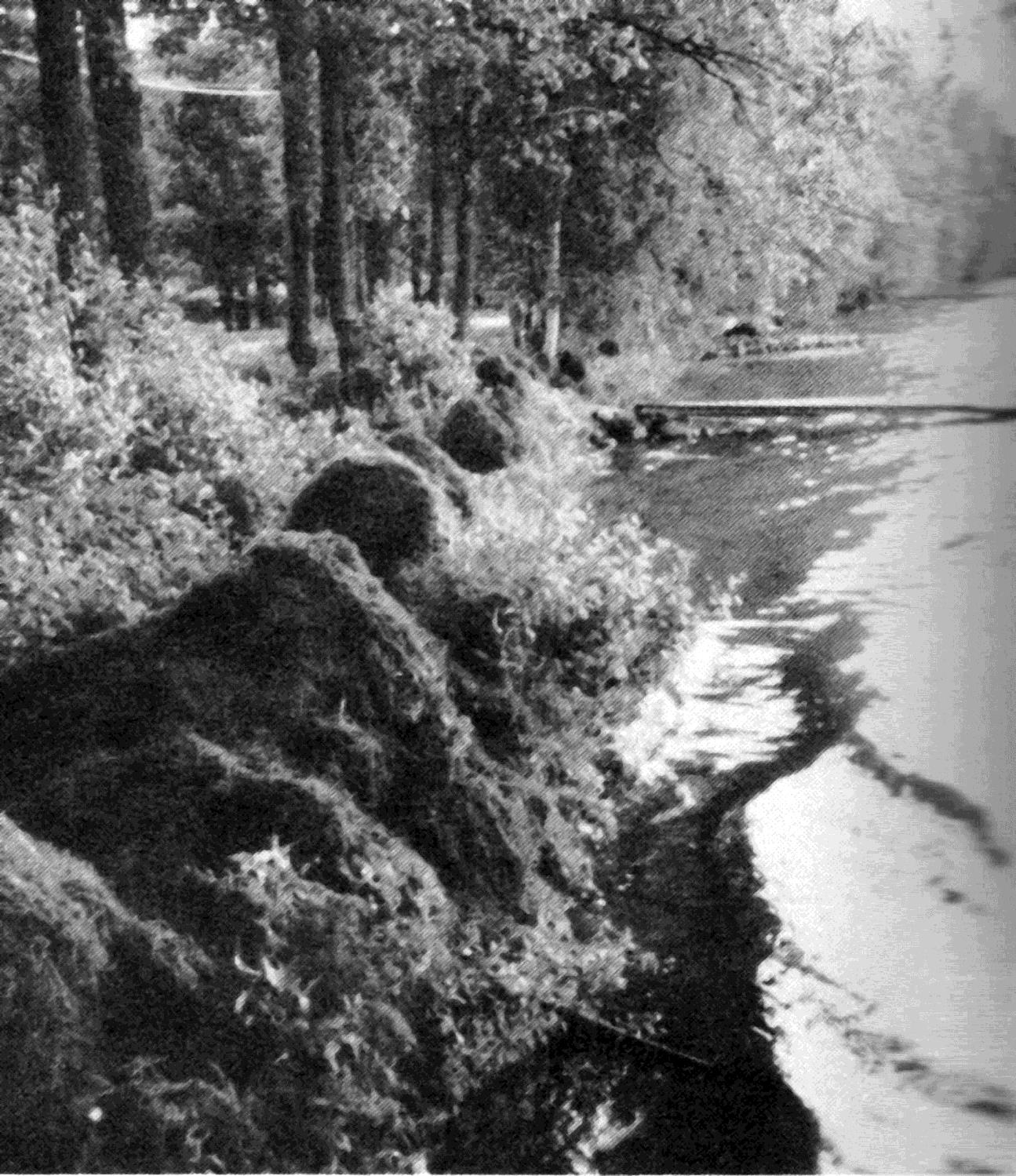 Aluksi paikalliset asukkaat keräsivät vesiruttoa kasoihin pois kuljetettavaksi.