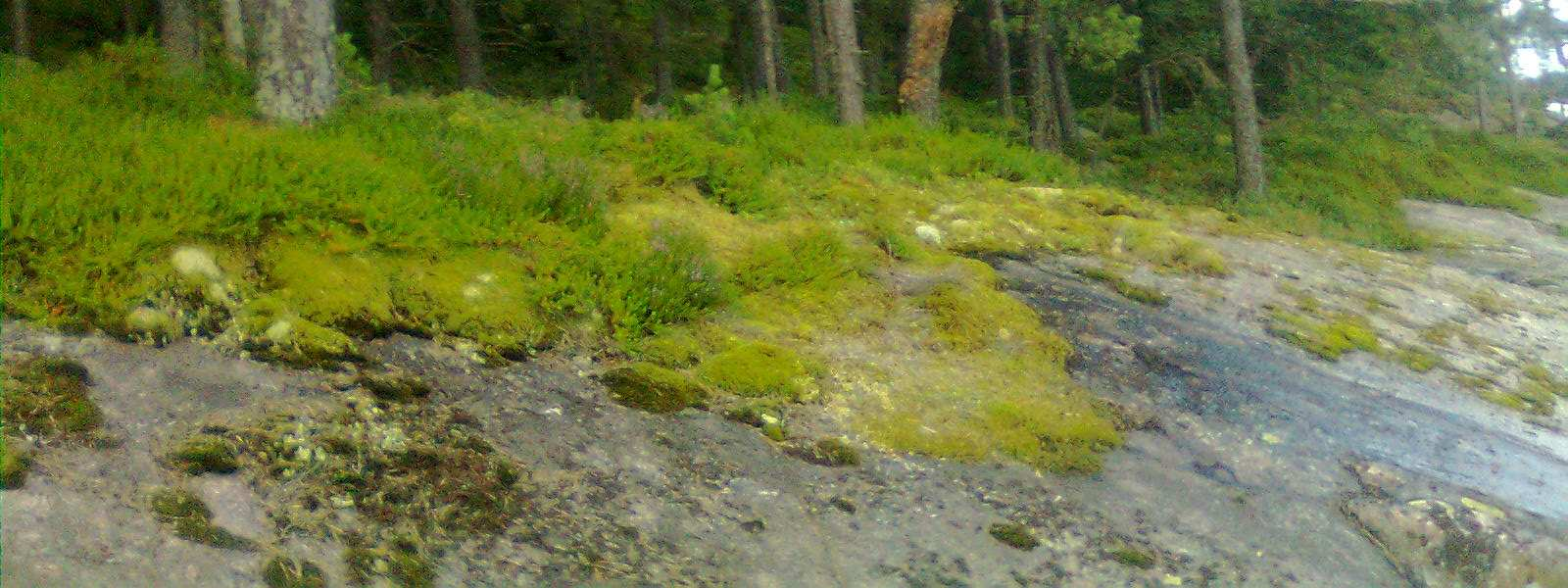 1 Topografia ja geomorfologia Saaren topografia on rannalta loivasti nousevaa rinnettä kohti saaren keskustaa. Kaikkiaan relatiiviset korkeuserot jäävät alle 25 m.