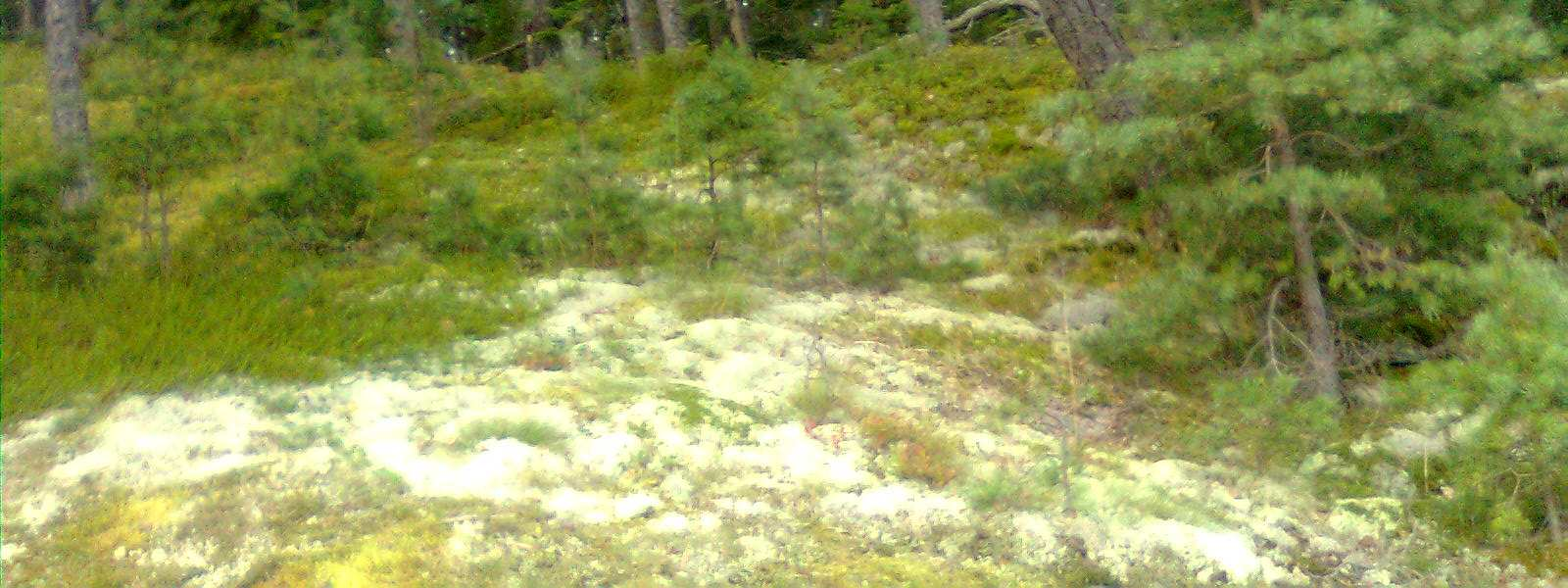 Kasvillisuutta pohjoisrannalla Calamagrostis arundinace, metsäkastikka 1 Linnea borealis, vanamo 1 Deschampsia flexuosa, metsälauha 1 Vaccinum myrtillus, mustikka 5 Empetrum nigrum, variksenmarja 1-2