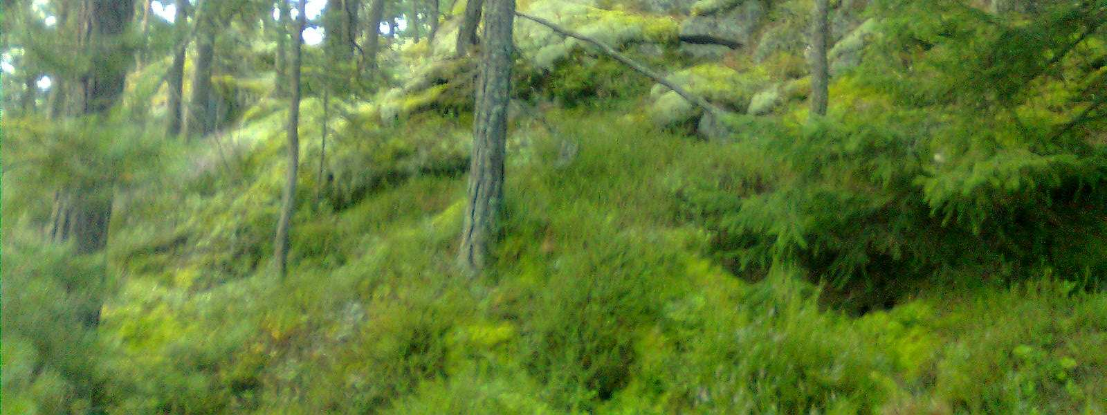 Kasvillisuutta osa-alueen eteläosasta Vaccinum myrtillus, mustikka 2-5 Vaccinium vitis-idaea, puolukka 1-3 Empetrum nigrum, variksenmarja 2-3 Maianthemum bifolium,oravanmarja 1 Melampyrum pratense