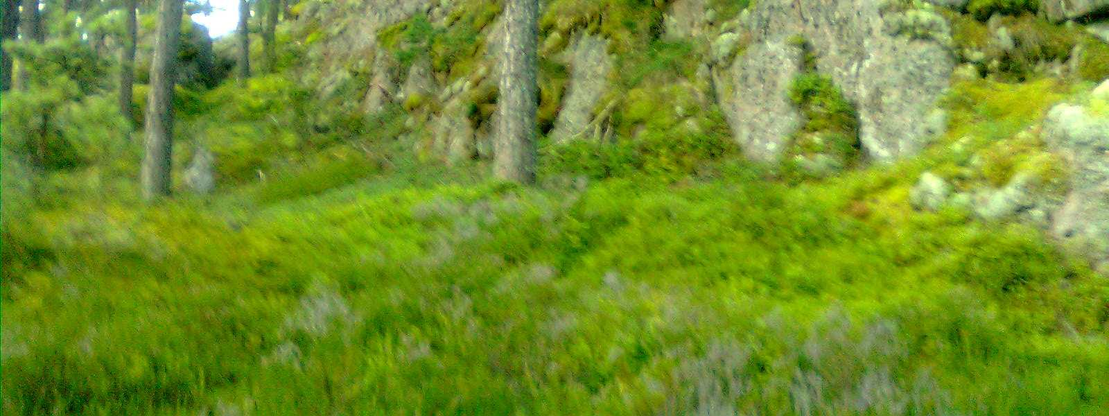 Maastokäynnin yhteydessä havaittu metsälajisto oli tyypillistä. Varpus- ja muu metsälinnusto vaikutti olevan sisäsaariston mäntykankaille tavanomaista.