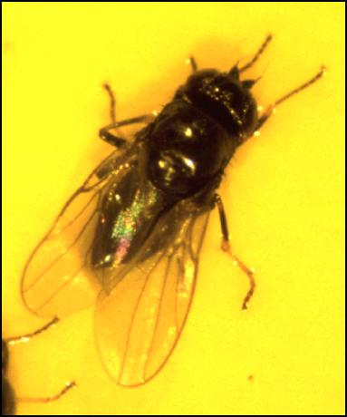 Kahukärpänen aikuinen 2-3 mm kiiltävän musta