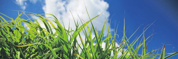 LANNOITTEET N-xt-LANNOITTEET TUOTTAVA VALINTA NURMEN LANNOITUKSEEN N-xt Fertilizers on laaja korkealaatuinen uuden sukupolven lannoitesarja.