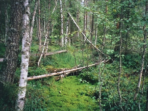 1 Vanhan uoman vesittäminen Vanhan luonnonuoman vesittäminen on puron ennallistamista.