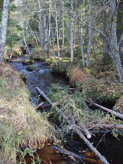 Veden syvyyttä voidaan säätää lavan alapuolelle tehtävällä pohjakohoumalla ja virrannopeutta lavan etupuolelle tai soraikon päälle asennettavilla virranohjaimilla/suisteilla.