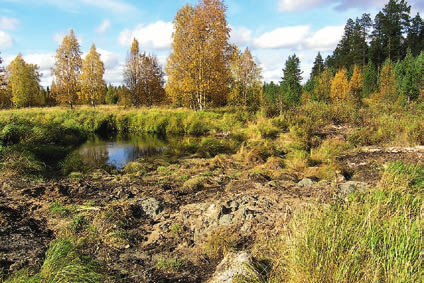 Pajupistokkaita on käytetty lietealtaan maisemoinnissa.