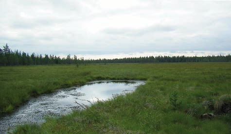 4 Metsäautotiet Eero Moilanen Puroja ja jokia ylittäviä tiealueita on Suomessa runsaasti. Metsäautotieverkosto on Suomessa erityisen tiheä.