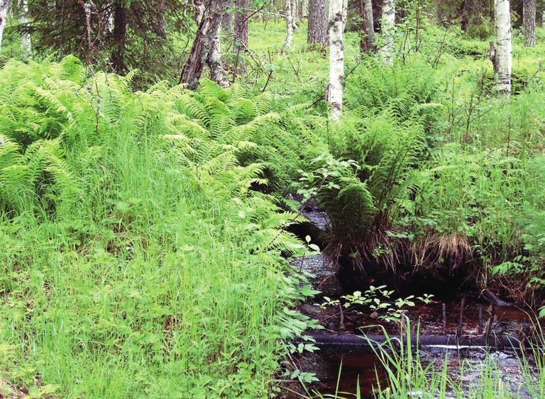 Lisää tietoa: Kalataloudellisten kunnostusten kehittämistyöryhmän raportti. Työryhmän muistio, MMM 2004. Maa- ja metsätalousministeriö. Helsinki. 81 s. Näreaho, T., Jormola, J., Laitinen, L.