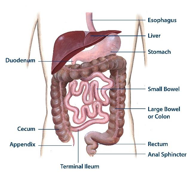 Sanasto Ruoansulatuskanavan anatomia Ruokatorvi Maksa Pohjukaissuoli Vatsalaukku Ohutsuoli Paksusuoli Paksusuolen alkupää Peräsuoli Sulkijalihas Hendrik Jonas firmalle Agentur BAR M Berliini Käsite