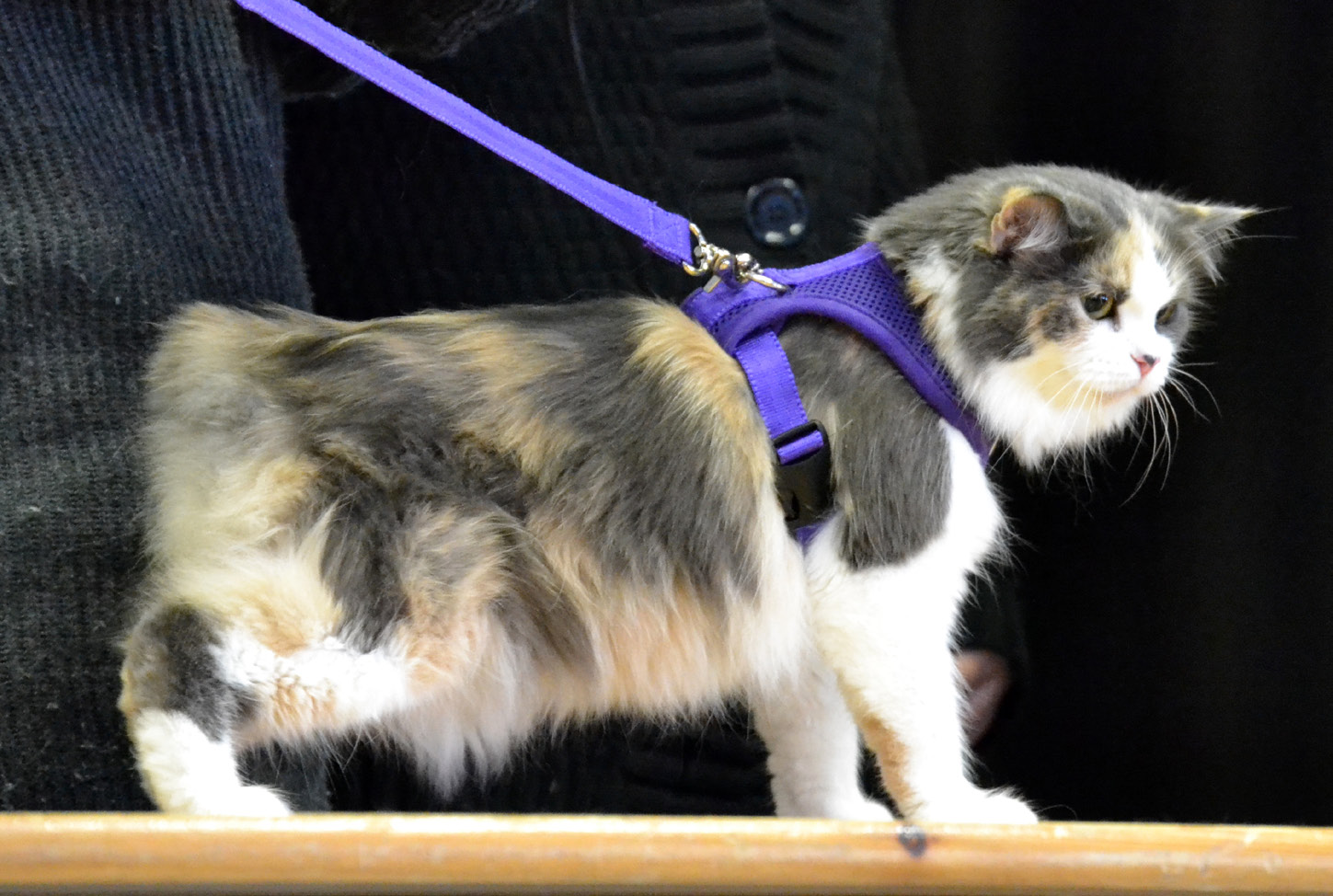 Yleisön suosikki oli nuori Maine Coon Halden Coon s Waltari. Onnea voittajille! Päivä meni nopeasti kissoista keskustellessa.