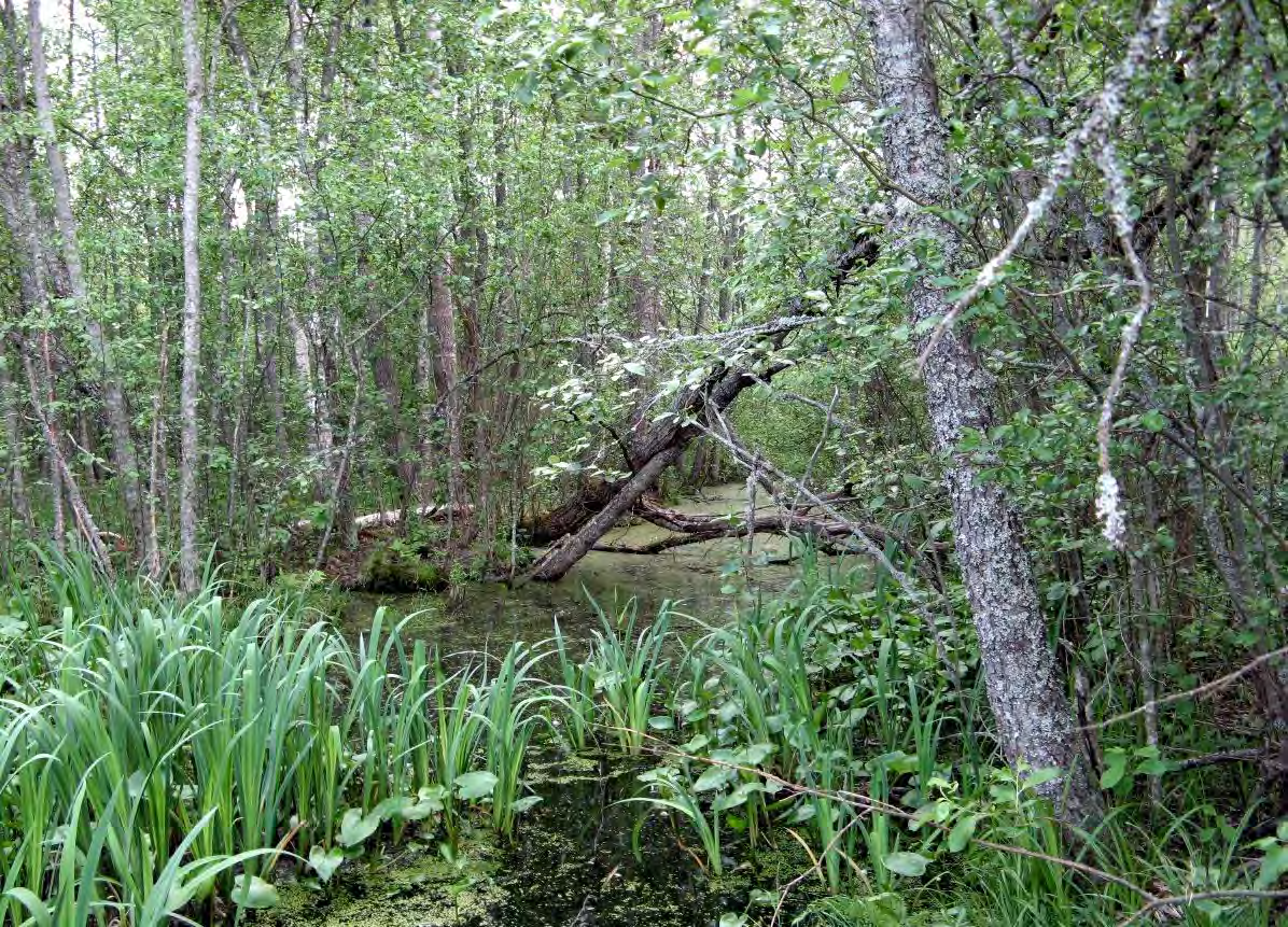 Kuva 7. Metsäluhtaa entisen tukinuittokanavan kohdalla Natura-alueen puolella. 5.2 Epävarmuustekijät Suunniteltu hulevesiallas sijoittuu kokonaan Natura-alueen ulkopuolelle.
