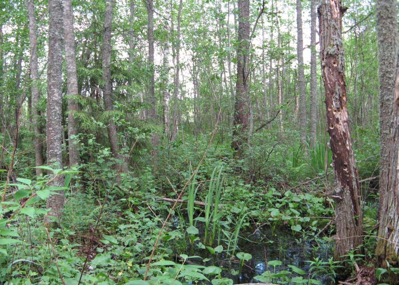 Kuva 8. Harmaa- ja tervaleppää kasvavaa metsäluhtaa suunnilleen Natura-alueen rajan kohdalla entisen tukinuittokanavan eteläpuolella. Maasto on vetistä ja upottavaa. Metsäluhdat (Natura-koodi 9080).