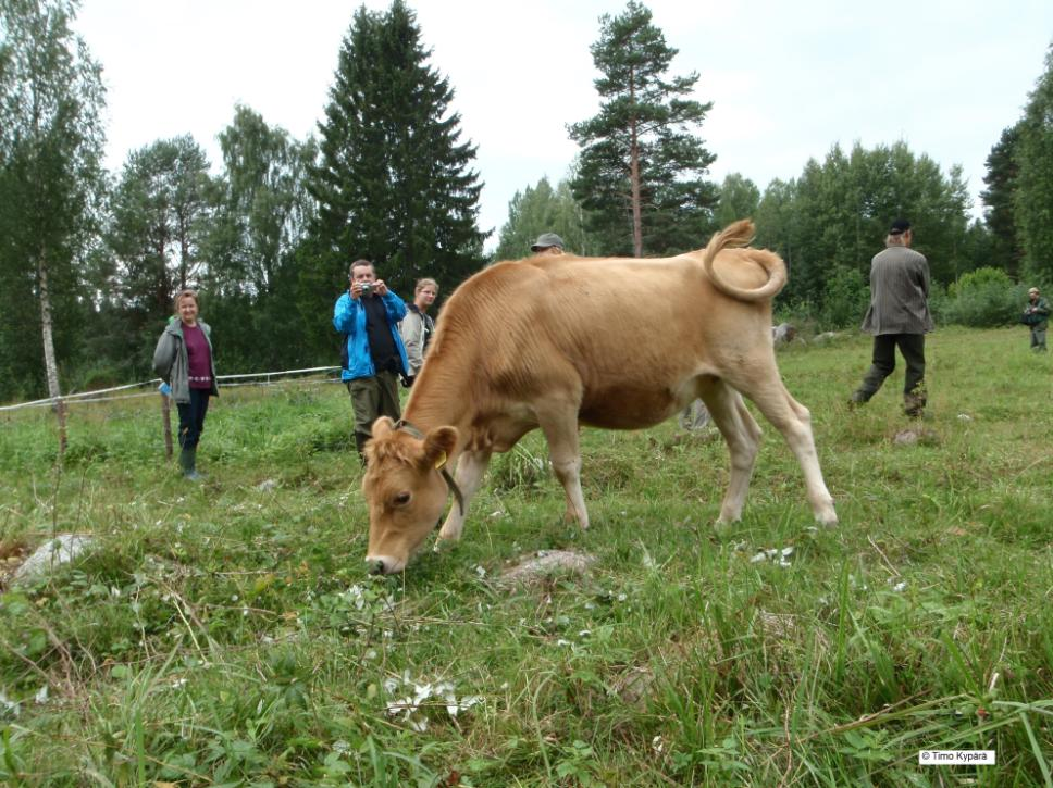 kaskikoivikkoa. Kuva 20.