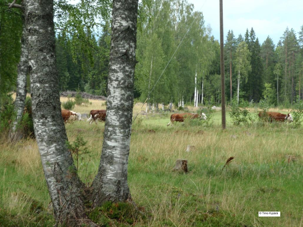 laidunnetulta hakamaalta perinnebiotoopeille tyypillisiä