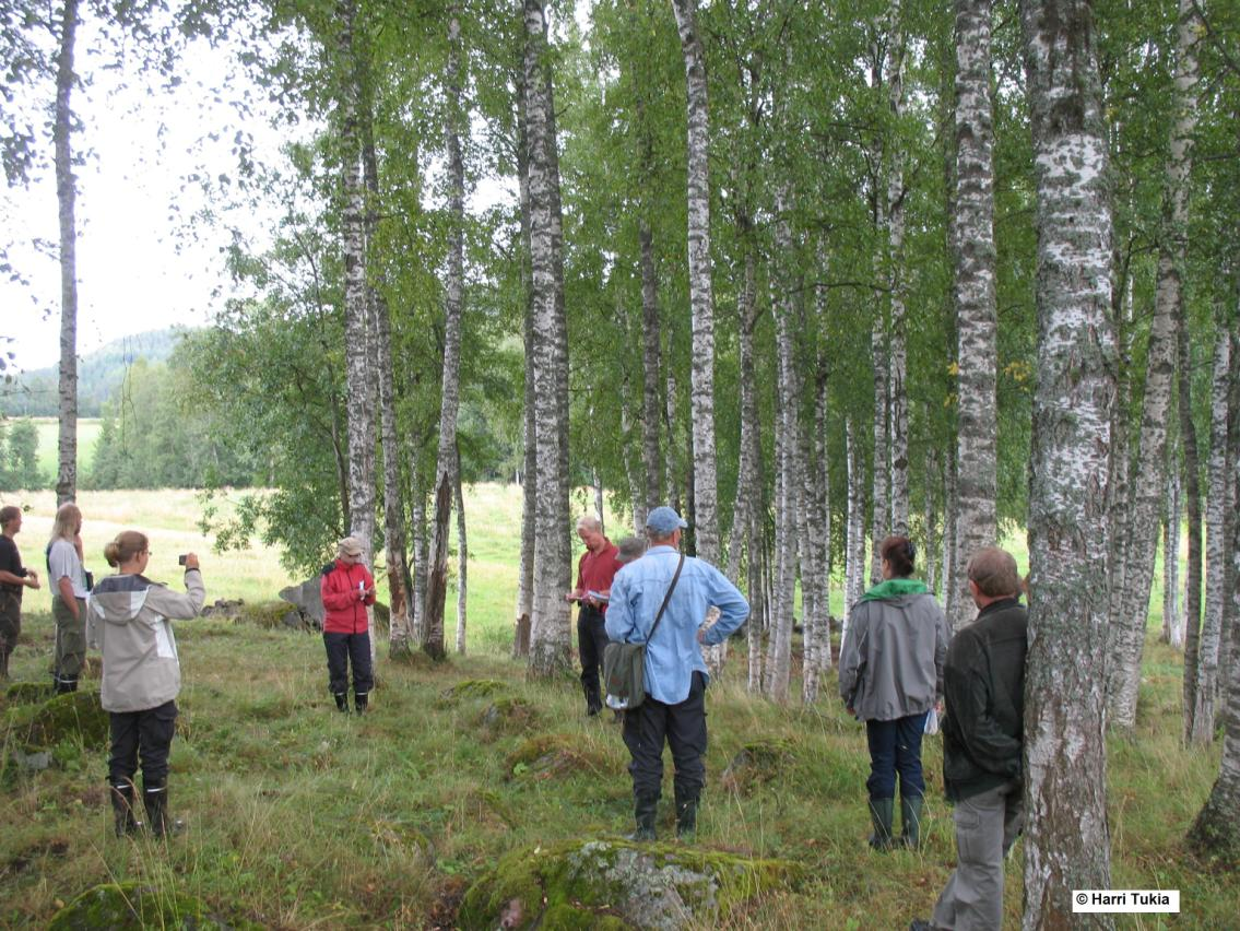 HAAPAJOEN KOIVUHAASSA (LUONNONSUOJELUALUE) 11.8. Kuva 13.