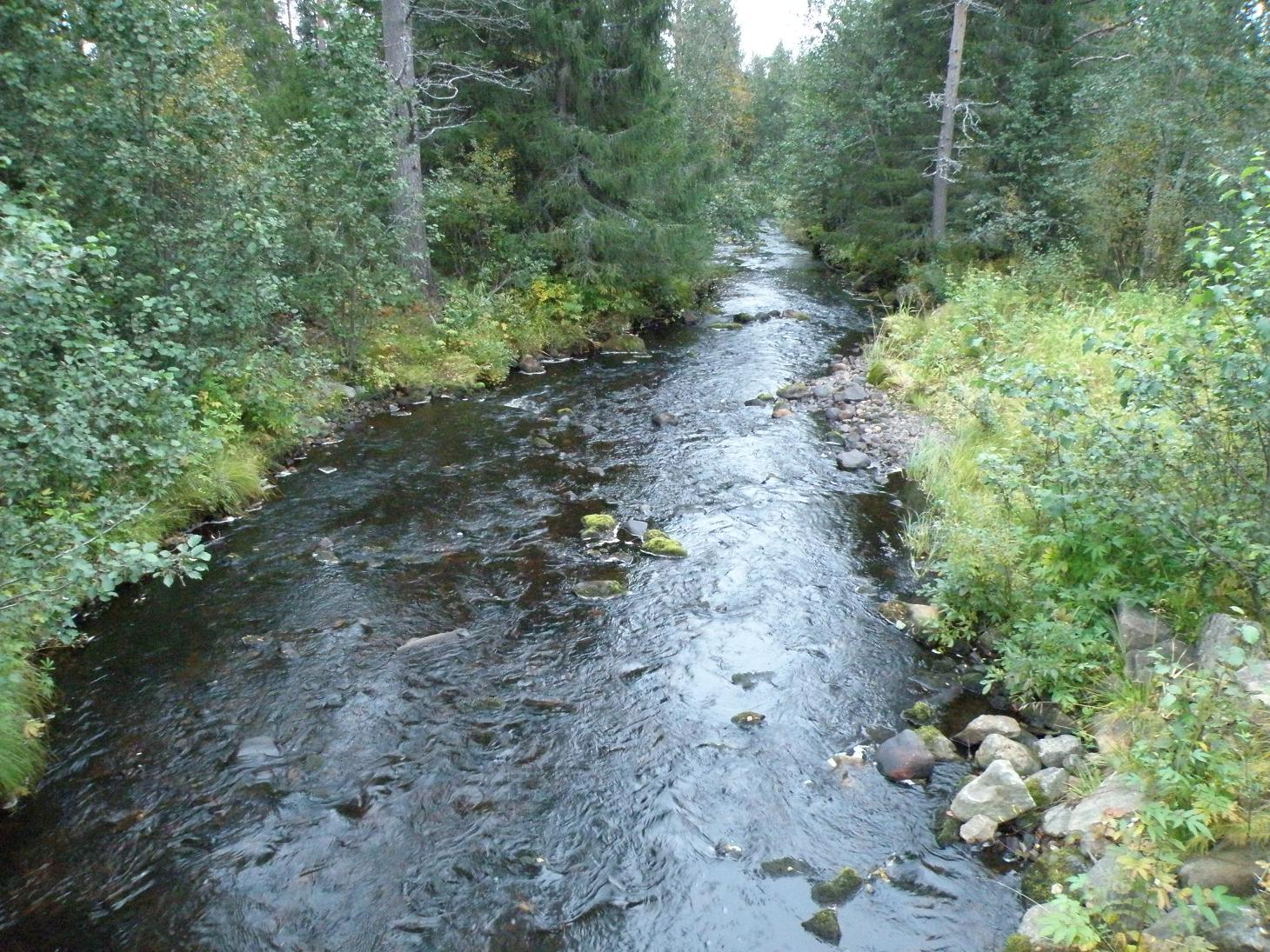 45 Kuva 19: Koskea sillalta alavirtaan. Koskea kunnostetaan muokkaamalla pohjaa siten, että saadaan lisättyä uoman syvyysvaihtelua varsinkin kosken matalalla yläosalla.