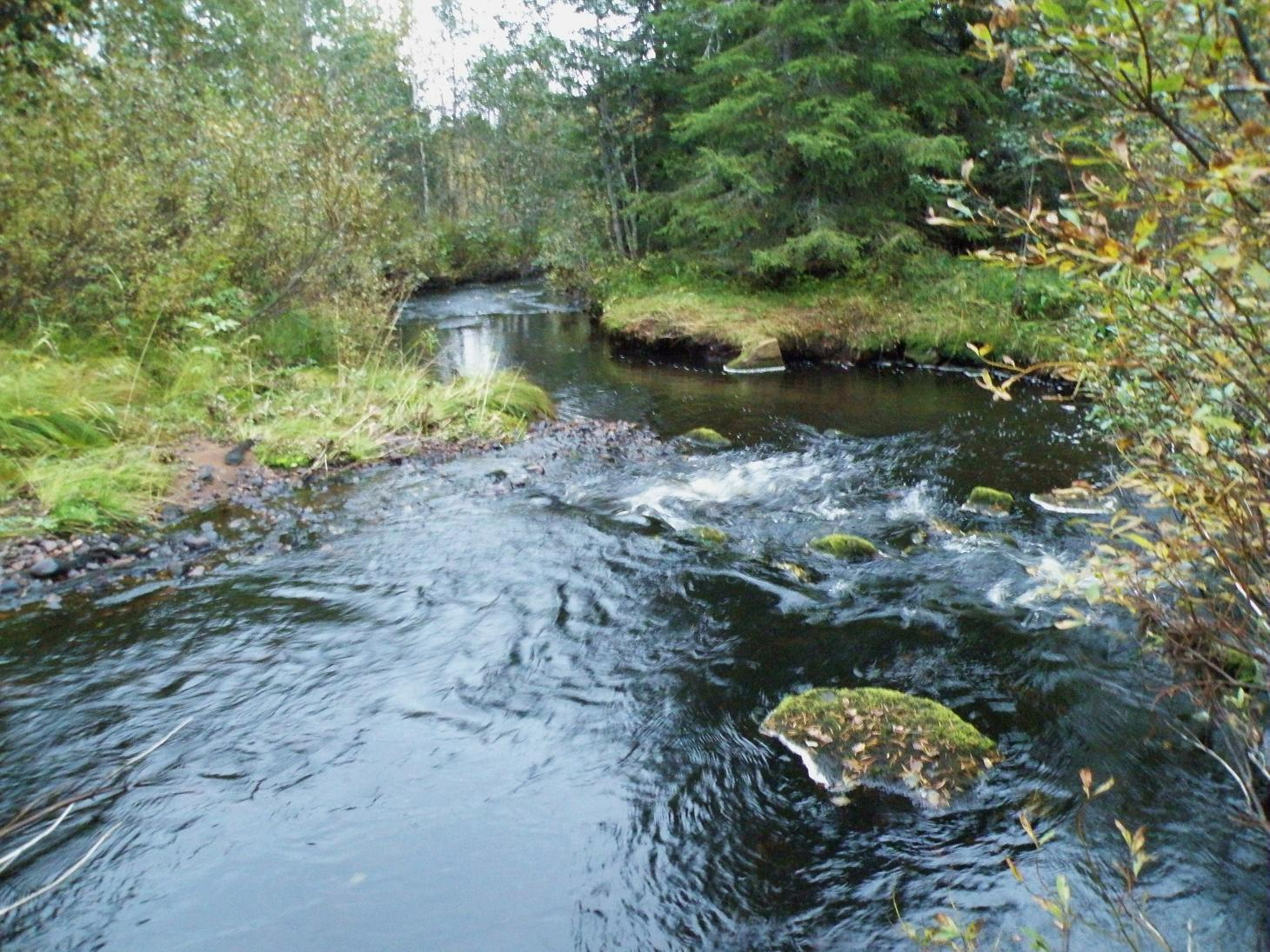 46 Kuva 20: Kosken alaosalla vuorottelevat pienet nivat ja syvemmät suvanto-osuudet. Kosken alaosan niva-suvanto osuudella kunnostustoimet ovat kevyemmät.