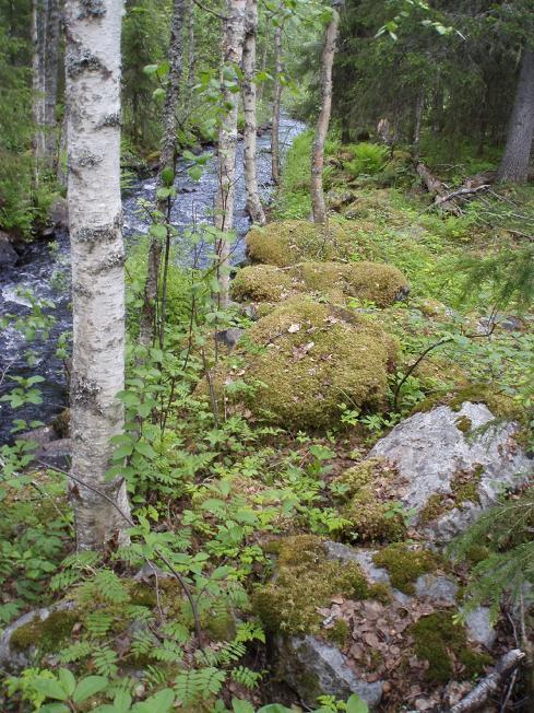 55 Kuva 28: Koskesta poistettu kivimateriaali on kasattu kosken rannoille (kuva: Eero Hiltunen).