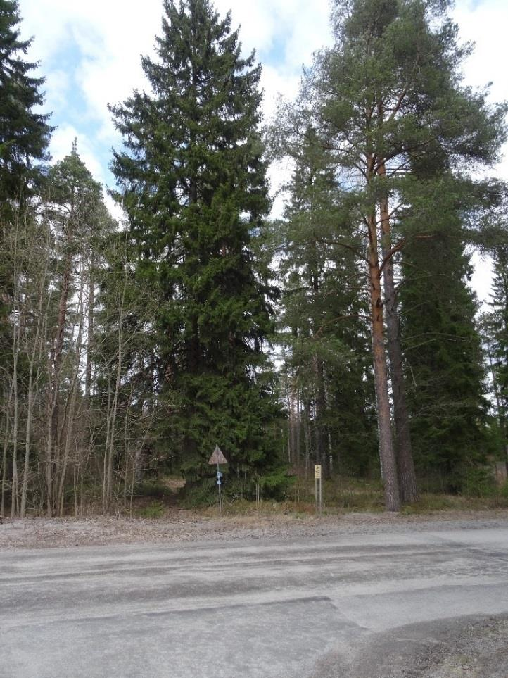huopakeltanoa, ahopukinjuurta, keltamaksaruohoa, tyräkkejä (Euphorbia) ja härkkejä (Cerastium). Ketoa hoidetaan ruohonleikkurilla.