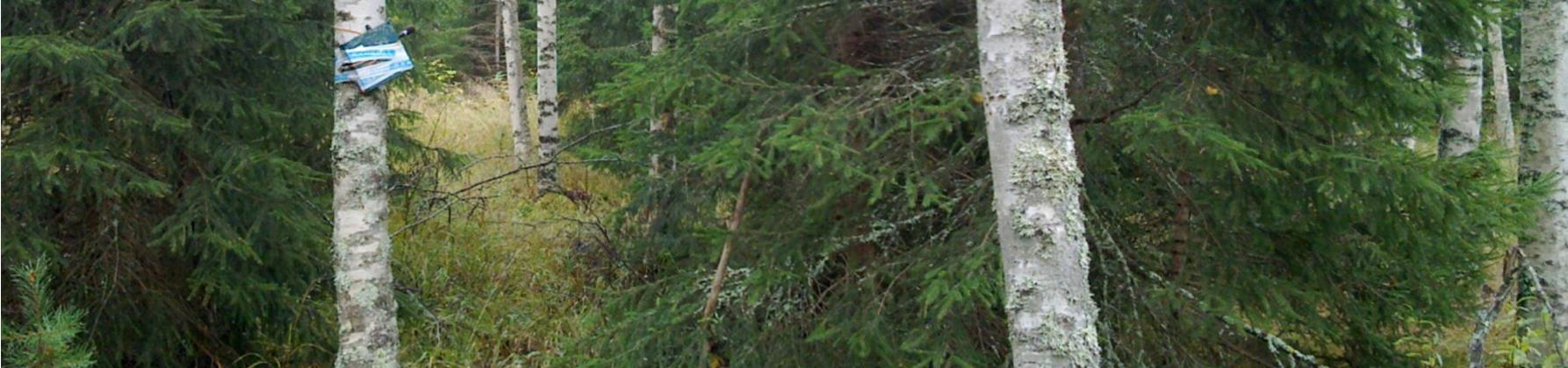 LEPAKOILLE TÄRKEÄT ALUEET SELVITYSALUEILLA Lepakoille tärkeiden alueiden määrittämisessä