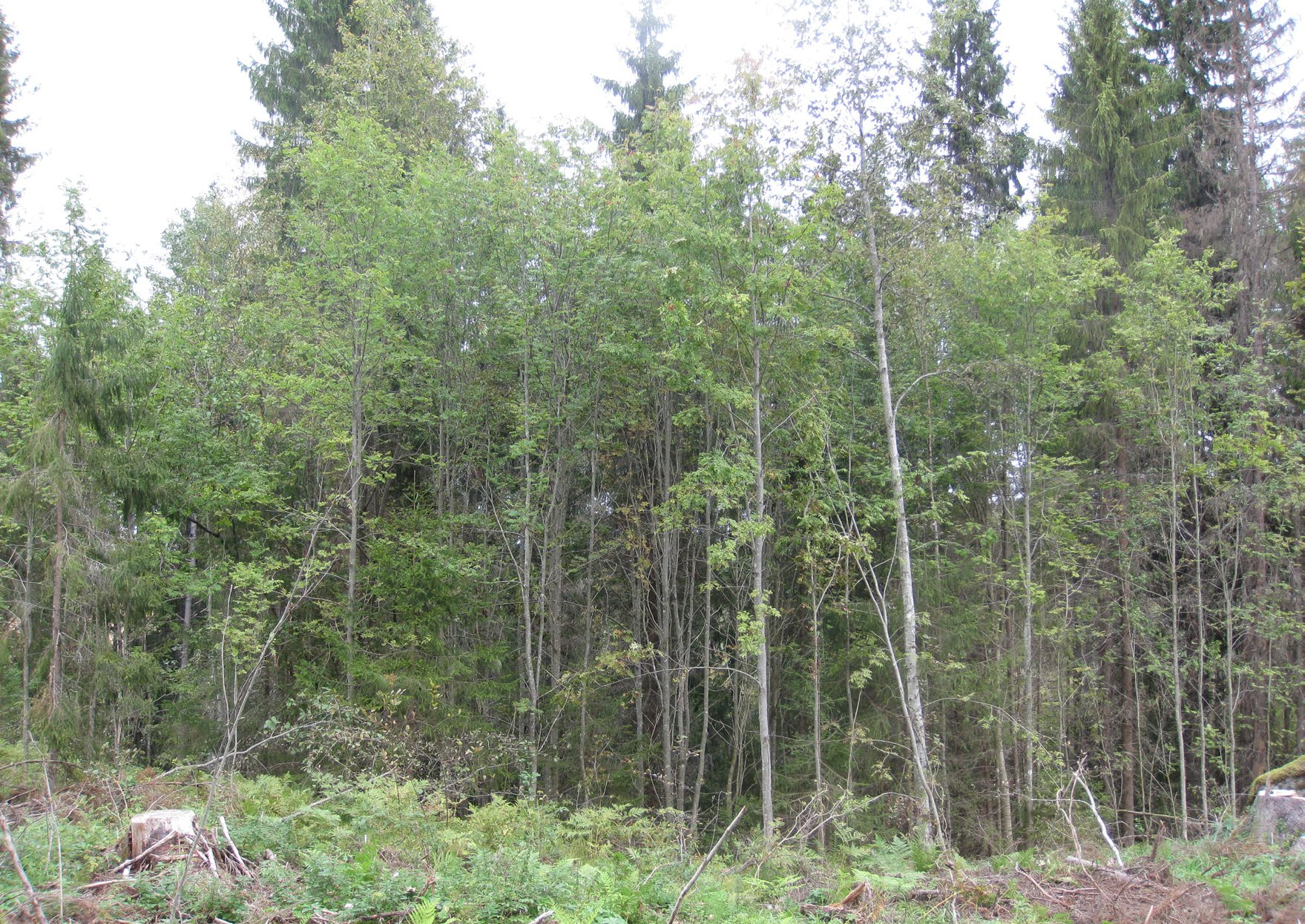 Monimetsä-työpajan maastokohteella Lahdessa uudistusalue rajautui puronvarsielinympäristöön, jonka reunalle oli hakkuissa säästetty metsätaloudellisesti vähäarvoista puustoa.