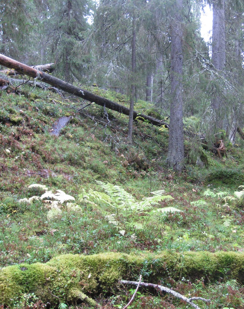 4.2.1 Yksittäisiin luonnonhoidon keinoihin liittyvät ratkaisut Seuraavassa tarkastellaan monimuotoisuuden turvaamista koskevista keinoista säästöpuiden jättämistä, lahopuiden säästämistä sekä