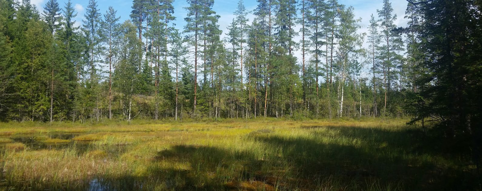 Mikkelin Monimetsä-työpajan maastokohteella keskusteltiin vesiensuojelun suojakaistojen huomioon ottamisesta metsänuudistamisessa ja harvennushakkuissa.