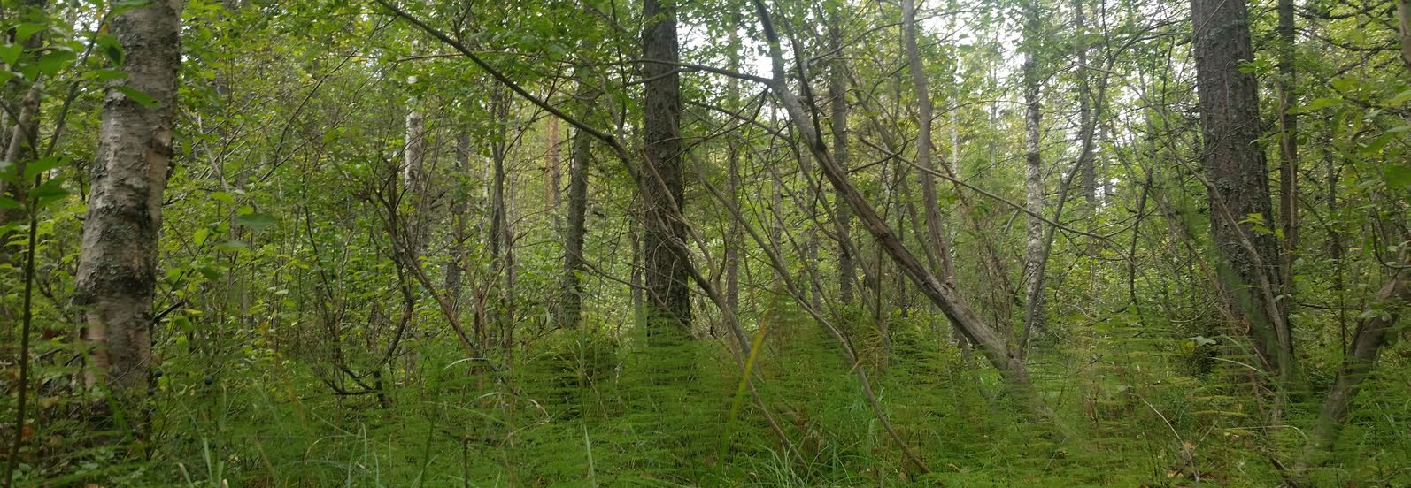Luonnonhoidon laatua parantavan paikkatiedon käytön tehostaminen Maastossa ennen hakkuuta tehtävä leimikonsuunnittelu on vähentynyt ja se vaikuttaa luonnonhoidon laatuun.