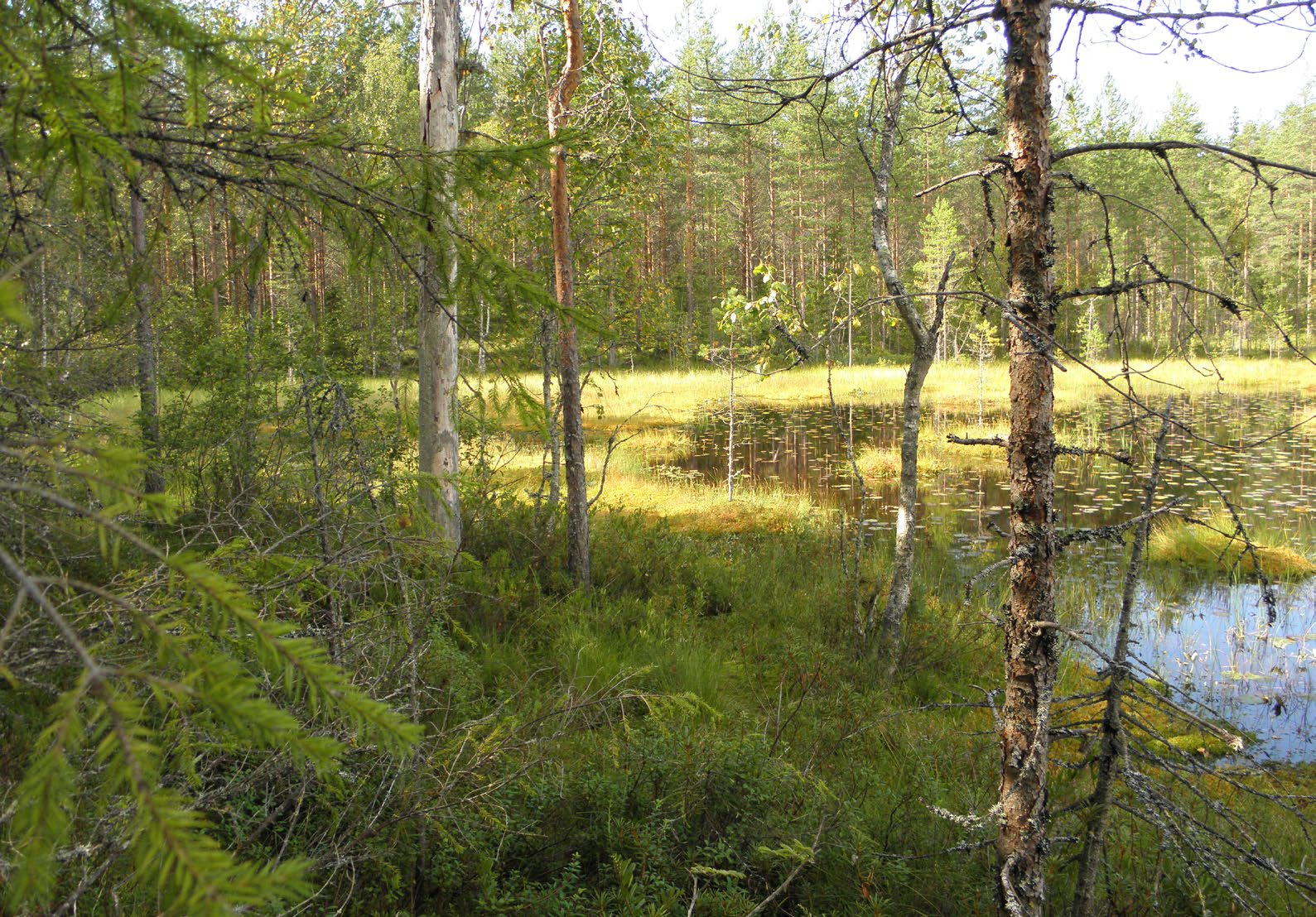 Vesistöjen ja pienvesien reunametsät luonnonhoidon erityiskohteiksi Vesistöjen ja pienvesien huomattavan määrän vuoksi niiden reunametsien tarkastelu luonnonhoidon erityiskohteina sisältää