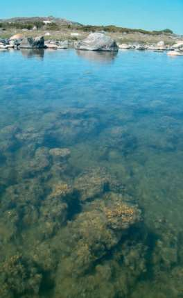 Sinisimpukan peittävyys ja suurimman tiheyden alakasvuraja Mitataan sukelluslinjoilla.