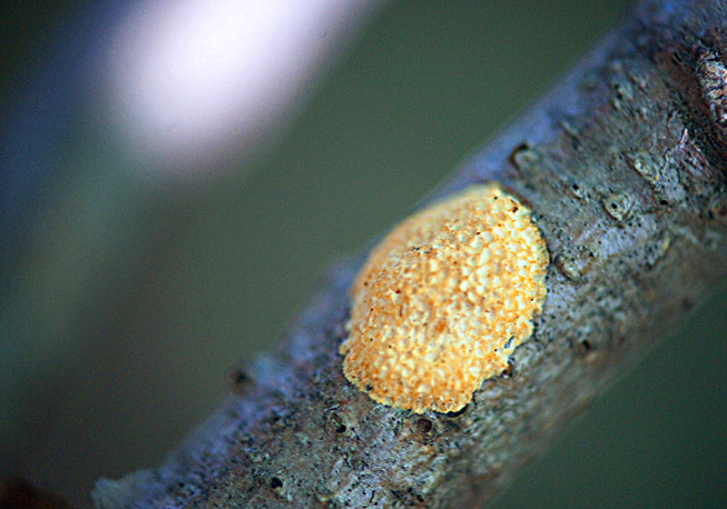 Metsässä ei ole uusia jälkiä ihmisistä eikä uusia polkuja.