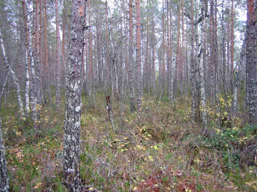 Patasuo - Pyhäntä, Kärsämäki ja Siikalatva- Turvetuotantoalueen TUOTANTO- JA VESIENSUOJELUSUUNNITELMA 35 Toteutusvaihtoehto 1a: Sulanmaan aikainen pintavalutus Patasuon kuivatusvedet johdetaan