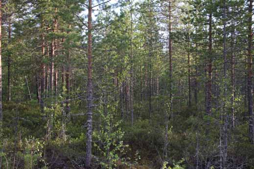 Näkymä Patasuontieltä Tolppakankaan loma-asunnoille päin.