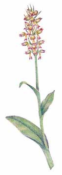 20 Ahokirkiruoho 30 50 cm Ahokirkiruoho Orkidea- eli kämmekkäkasvien heimoon kuuluva ahokirkiruoho koristaa etelä- ja keskisuomalaisia niittyjä ja hakamaita.