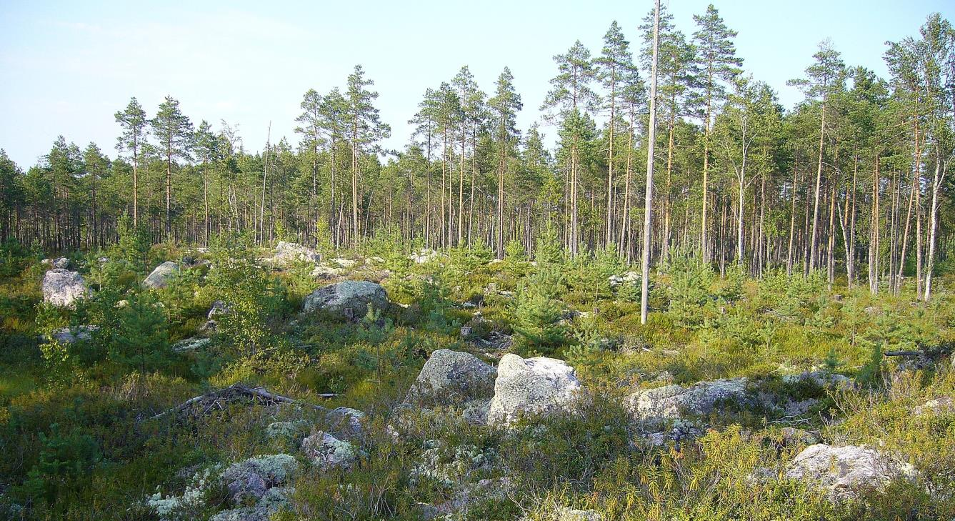 Tehtävä 4. Metsän olosuhteet ja lajisto muuttuvat metsän iän myötä.