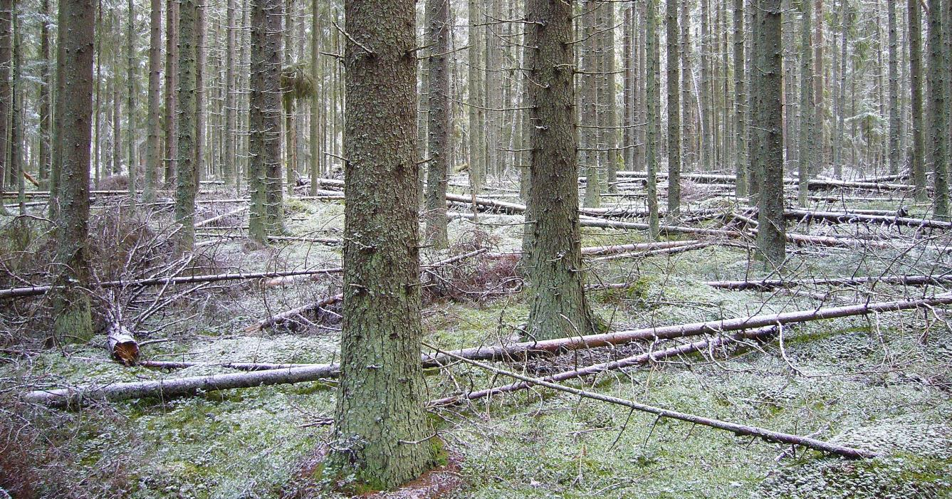 Kattilavuorella on yli sata vuotta vanhaa metsää.