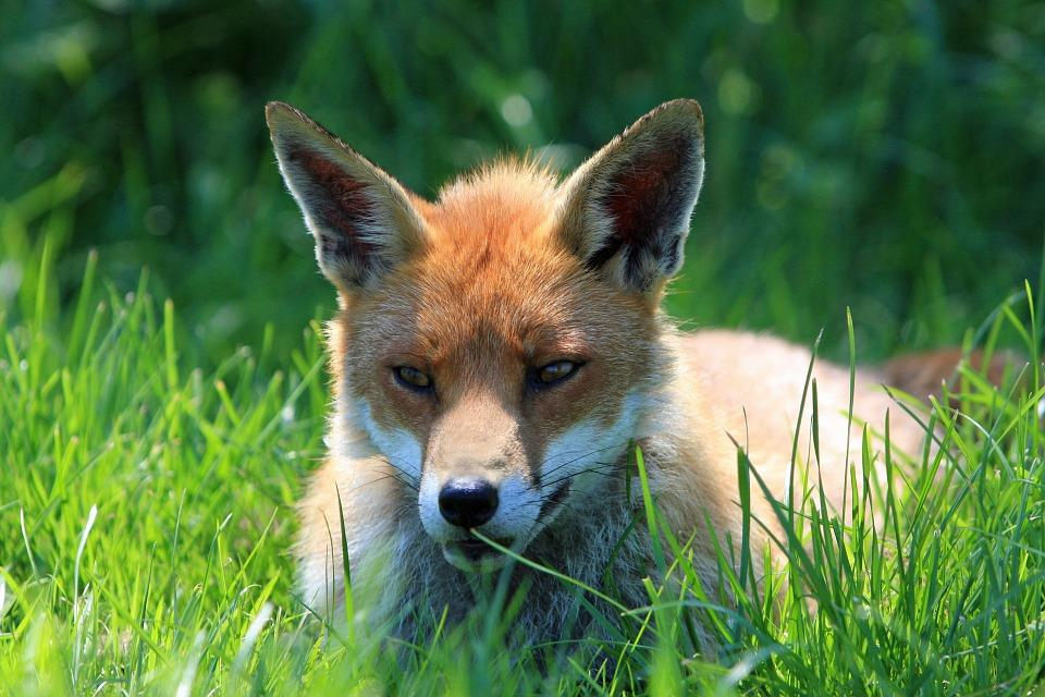 Tehtävä 5: Etsi Kattilavuoren näyttelykaapista orava ja liito-orava (Pteromys volans). Mitä tuntomerkkejä näillä lajeilla on?