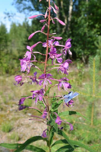 Tuulihaukka kykenee näkemään hyvät myyräapajat aistimalla myyrien virtsasta heijastuvaa ultraviolettisäteilyä. Peltomyyrä on jyrsijä, ja se syö mm. heiniä ja ruohoja.