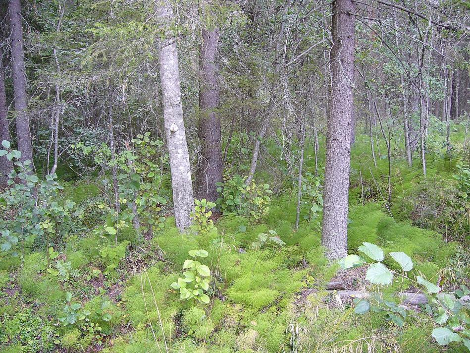 korpi; kuusivaltainen, metsäkorte, ohut turvekerros ja melko ravinteikas 2b. Soita ryhmitellään sen perusteella, millaisia suokasveja siellä esiintyy.