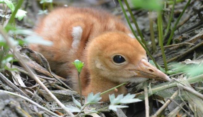 Muninta saattaa alkaa jo huhtikuussa, mutta kylminä keväinä vasta toukokuussa. Molemmat puolisot hautovat yhteensä yli 4 viikkoa.