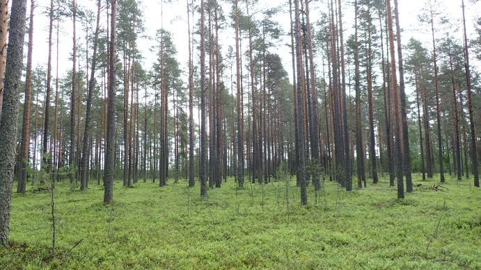 Alueella ei ole liito-oravalle soveltuvaa