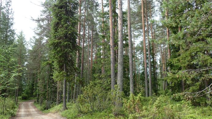 Ilmeisesti kesämökkien tonteilla sijaitsee isompia kuusia ja liito-oravaa on esiintynyt tonttien pihapiireissä.