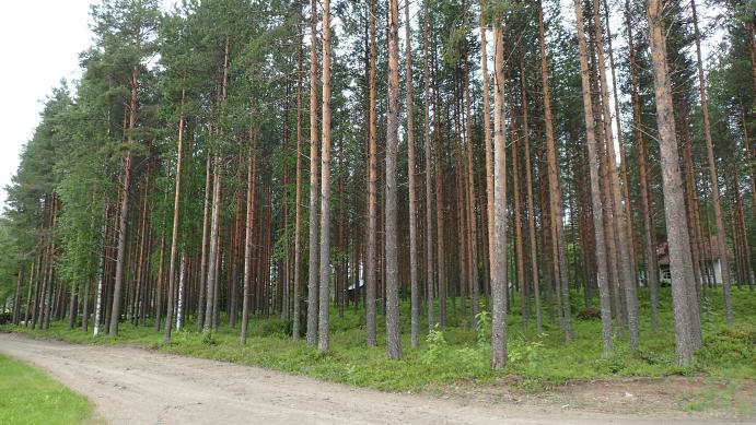 aliskasvoskuusta niukasti.